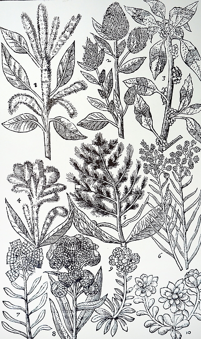 Engraving depicting various varieties of Amaranth Engraving depicting various varieties of Amaranth, collectively known as amaranth, is a cosmopolitan genus of annual or short lived perennial plants. Some amaranth species are cultivated as leaf vegetables, pseudocereals, and ornamental plants.  From John Parkinson s  Paradisi in Sole Paradisus Terrestris . John Parkinson  1567 1650  an English herbalist and botanist. Dated 17th century