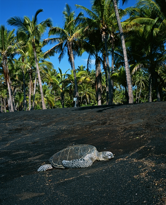 Black Sand Beach, Hawaii Island Sea turtles basking in the sun