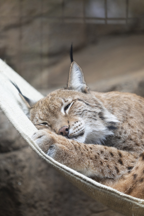 Siberian lynx slumbering in a hammock