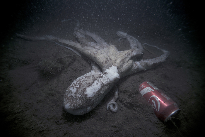Octopus by discarded drinks can Octopus by discarded drinks can. Common octopus  Octopus vulgaris  on the seabed next to a discarded item of waste, a drinks can. Waste that is not biodegradable will persist in the environment if not disposed of correctly. Such waste can have a severe long term effect on the marine environment. Photographed in the Mediterranean, off the coast of Spain.