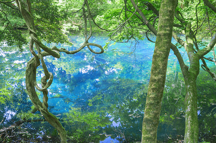 Trees and water surface of Mr. Maruike's pond, Yamagata Prefecture, Japan
