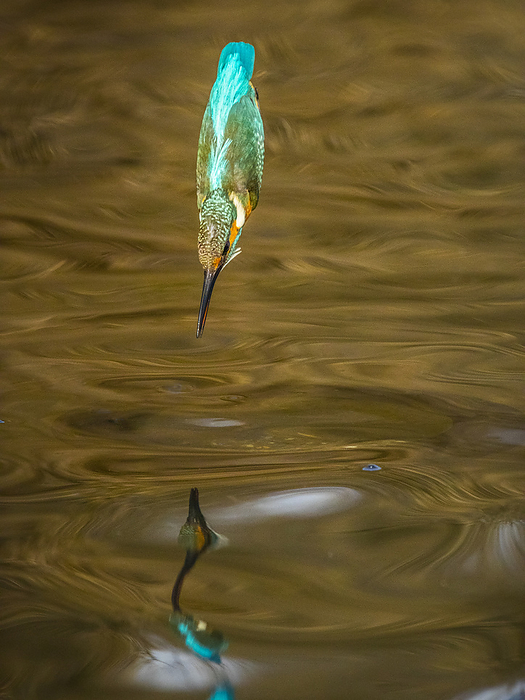 beautiful lustrous colour similar to that of the kingfisher's feathers