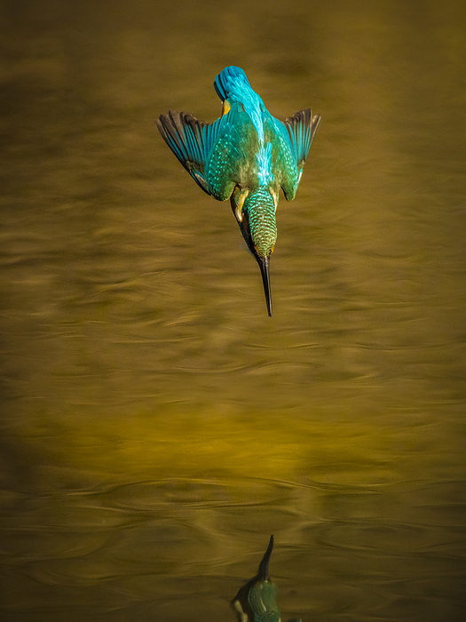 beautiful lustrous colour similar to that of the kingfisher's feathers