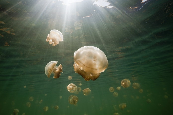 Palau Jellyfish Lake Endemic Mastigias Jellyfish, Mastigias papua etpisonii, Jellyfish Lake, Micronesia, Palau , Photo by Reinhard Dirscherl
