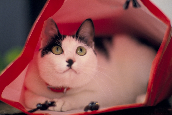 Cat in a paper bag