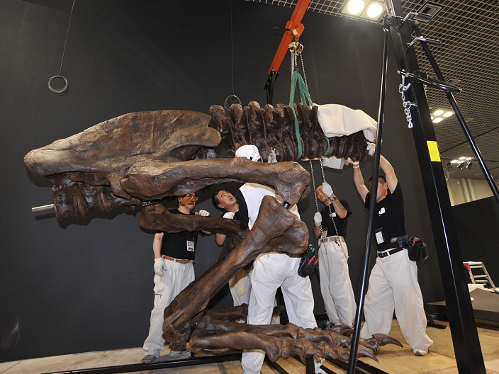 Tyrannosaurus at Ueno Preparations for Dinosaur Expo 2011 begin June 21, 2011, Tokyo, Japan   Workers assemble a skeletal model of the Tyrannosaurus at the National Science Museum in Tokyo on Tuesday, June 21, 2011.  The Tyrannosaurus, the greatest carnivorous dinosaur inhabiting the North American Continent about 700 million to 65 million years ago, will face the Triceratops in the special exhibition  Dinosaurs Expo 2011  at the museum in July.  Photo by Natsuki Sakai AFLO   3615   mis 