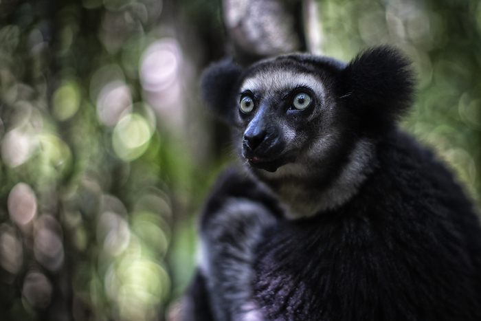 Madagascar Indri  indri indri  in a primary forest in eastern Madagascar, Africa, Photo by Marco Gaiotti