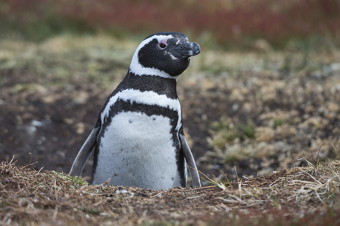 Falkland Islands Magellanic penguins  Spheniscus magellanicus , Sea Lion Island, Falkland Islands., Photo by Sergio Pitamitz