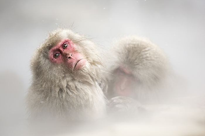 Nagano Monkey Snow monkeys of Jogokudani valley, Nakano, Nagano prefecture, Japan, Photo by Marco Gaiotti