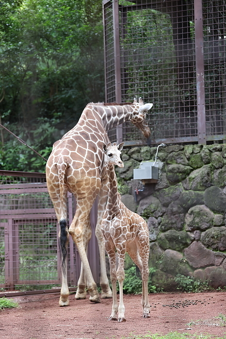 Reopened Ueno zoo in Tokyo A female giraffe named Hikari is pictured at the Ueno Zoological Gardens in Tokyo, Japan on June 24, 2020.  Photo by Hitoshi Mochizuki AFLO 