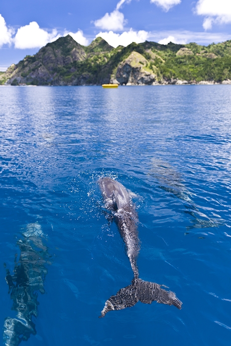 Ogasawara Islands Declared a World Natural Heritage Site Ogasawara Islands and their Nature  June 2010 photo  June 24, 2011, Ogasawara Islands, Japan   Dolphins swim leisurely in the clear blue waters of Ogasawara s Chichijima in this June 2010 file photo.   The Ogasawara Islands, some 1,000 km south of Tokyo, was added to UNESCO s list of World Natural Heritage sites, becoming the Japan s fourth site to receive the designation on Friday, June 24, 2011. The chain of about 30 islands, dubbed the  Galapagos of the Orient  for their unique wildlife, including an endangered bat species known as the Bonin flying fox and the black footed albatross.  Photo by Masanori Yamanashi AFLO   2144   mis 