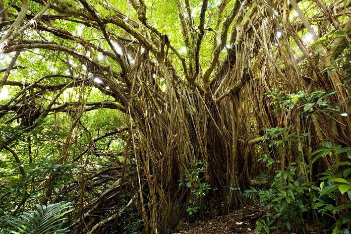 World Heritage Sites Ogasawara Islands  Date and time of photograph unknown  June 24, 2011, Ogasawara Islands, Japan   June 24, 2011, Ogasawara Islands, Japan   Banyan trees grow in the jungle of Ogasawara s main Banyan trees grow in the jungle of Ogasawara s main island of Chichijima in this undated file photo.  The Ogasawara Islands, some 1,000 km south of Tokyo, was added to UNESCO s list of World Natural Heritage sites, becoming the Japan s fourth site to receive the designation on Friday, June 24, 2011. The chain of about 30 islands, dubbed the  Galapagos of the Orient  for their unique wildlife, including an endangered bat species known as The chain of about 30 islands, dubbed the  Galapagos of the Orient  for their unique wildlife, including an endangered bat species known as the Bonin flying fox and the black footed albatross.  Photo by Yoshio Shinkai AFLO   2058   mis 