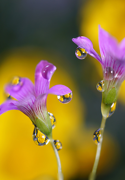 Flowers and water droplets