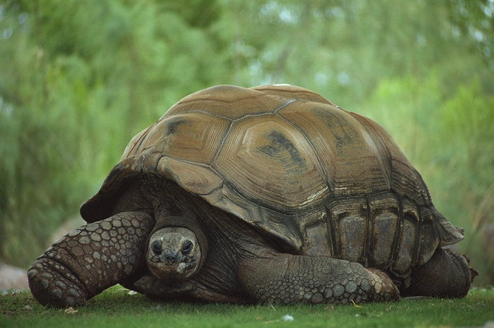 Aldabra tortoise (Geochelone nigra)