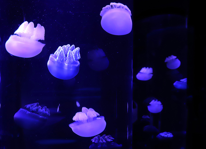 Some 1,500 jellyfish are displayed in a 14m long fish tank  Jellyfish panorama  July 3, 2020, Tokyo, Japan   Blue jellyfish are displayed in a fish tank at a preview of the new area of jellyfish at the Sunshine aquarium in Tokyo on Friday, July 3, 2020. Sunshine aquarium will open a 14m long fish tank with some 1,500 jellyfish called  Jellyfish panorama  on July 9.      Photo by Yoshio Tsunoda AFLO 