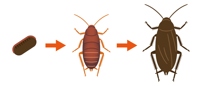 Illustration of the life of a cockroach