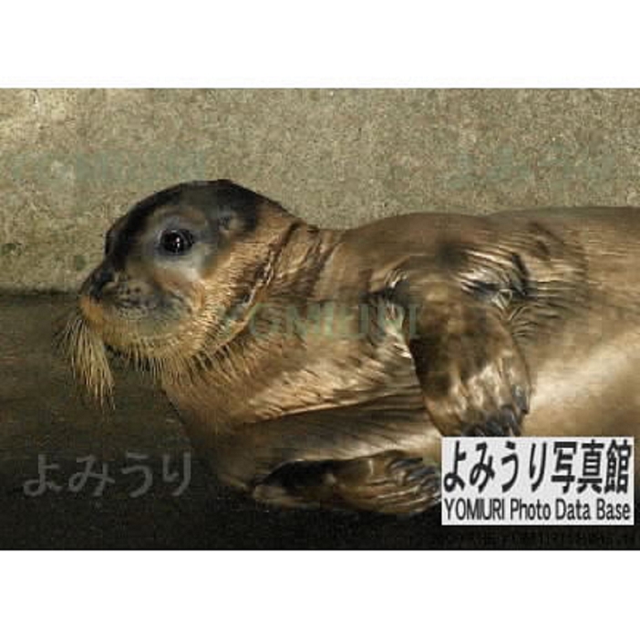 A bearded seal,  Tama chan,  lying on concrete on the riverbank of the Katabata River. Tama chan,  a bearded seal, lies on concrete on the banks of the Katabira River.  September 12, 2002 in Nishi ku, Yokohama 