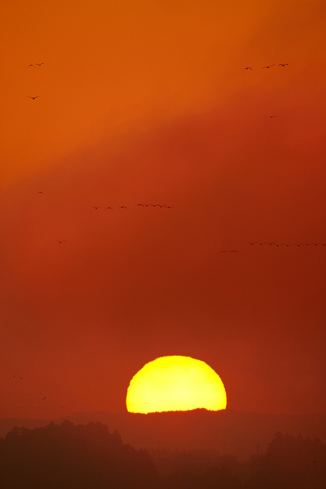 Izunuma swamp, morning sun and geese