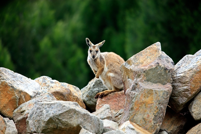 Yellow footed Rock Wallaby,Petrogale xanthopus,South Australia,Australia,adult on rock