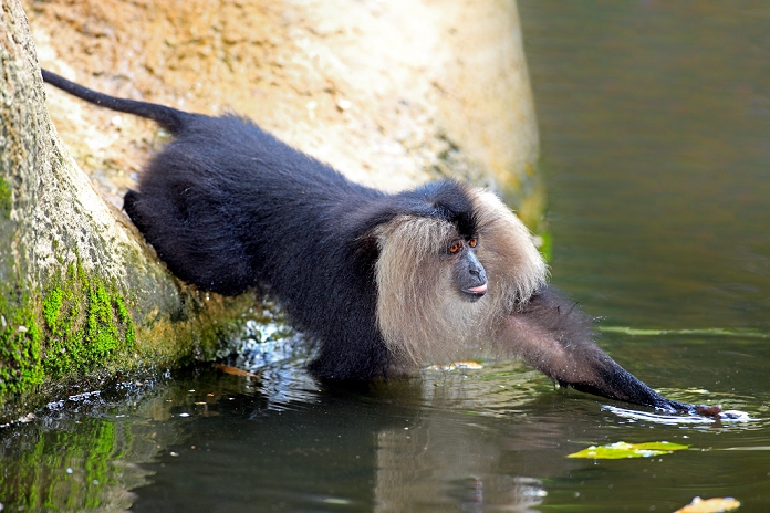 Lion-tailed Macaque,Macaca silenus,Asia,subadult at water