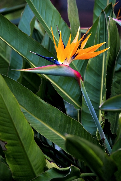 Hawaii, Bird of Paradise blossom.