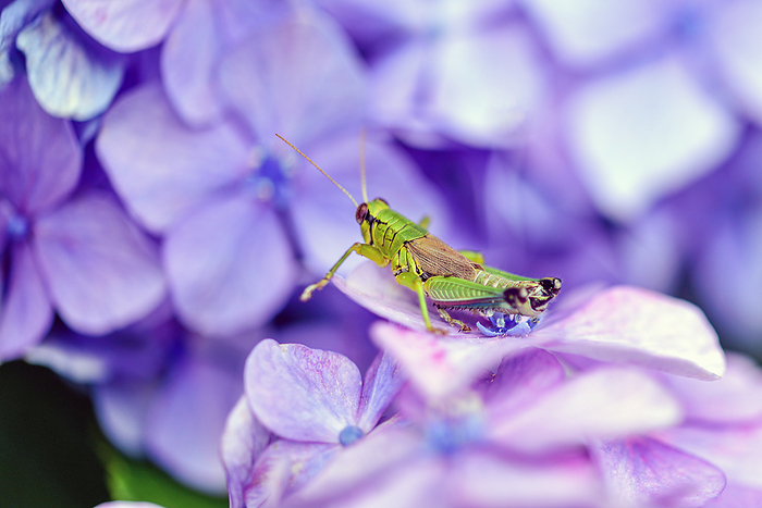 Hydrangea flowers and butterbur grasshoppers