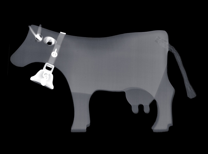 Toy cow, X ray Toy cow, X ray.