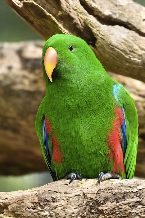 Male eclectus parrot Male eclectus parrot  Eclectus roratus . Photographed in Cairns, Australia.