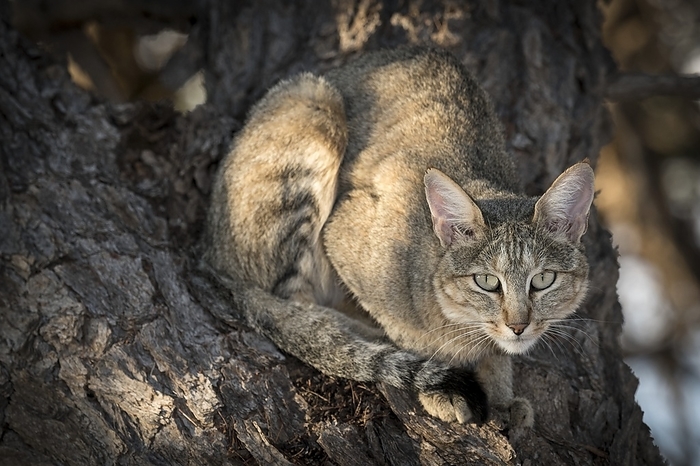 African wildcat in a camelthorn tree African wildcat  Felis silvestris lybica  resting in the shade of a camelthorn tree  Acacia erioloba . Todays domestic cats are believed to be descendants of the African Wild Cat. Pure genetic African Wild Cats are quite rare and only found in remote areas as elsewhere interbreeding with domestic cats has taken place. The African wildcat eats primarily mice, rats and other small mammals. It is vulnerable to being killed by leopards and other larger cats which occupy the same terrain. Photographed in the Auob Riverbed Kgalagadi Transfrontier National Park, South Africa.