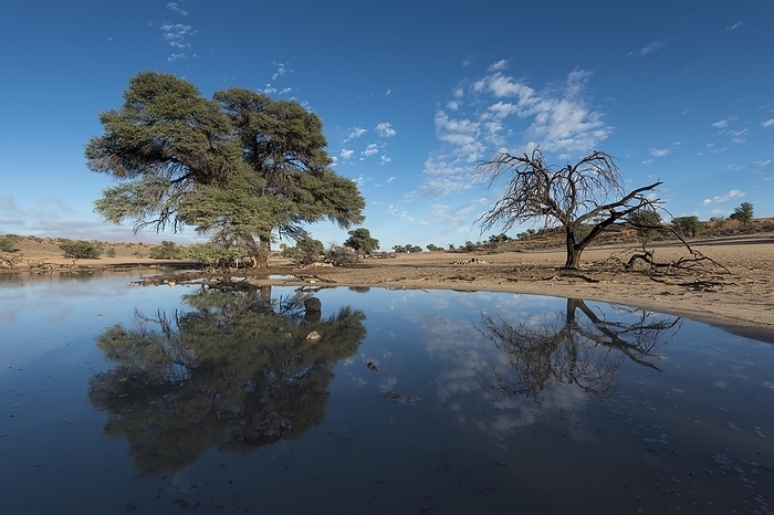 Kalahari after the rains Camelthorn tree  Acacia erioloba  surrounded by water after heavy rains during the summer rainfall season. Photographed in the Auob Riverbed of the Kgalagadi Transfrontier Park in Southern Africa.
