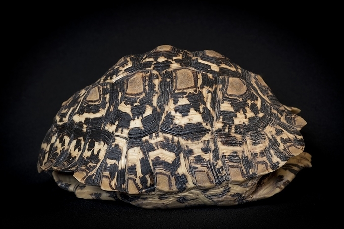 Leopard tortoise shell Shell of a leopard, or mountain, tortoise  geochelone pardalis , which originated in the Kgalagadi transfrontier park of Southern Africa.