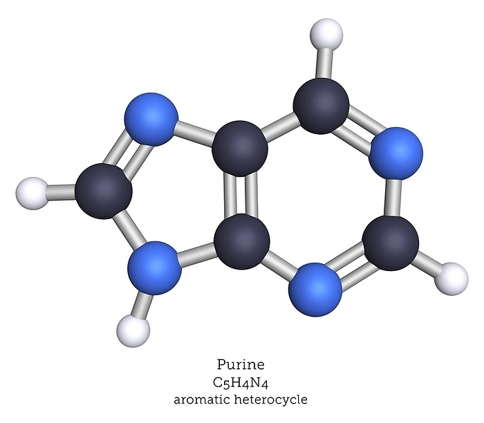 Molecular model of purine Purine is an aromatic heterocycle, shown here as a ball and stick molecular model. The DNA RNA nucleobases adenine and guanine are purine derivatives. Atoms are colour coded: carbon is black, hydrogen is white, nitrogen is blue 