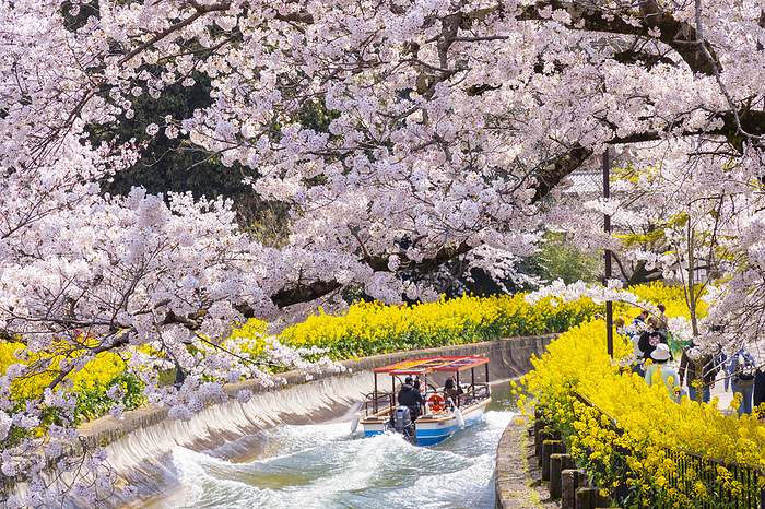 Biwako Sosui Boat and Cherry Blossoms