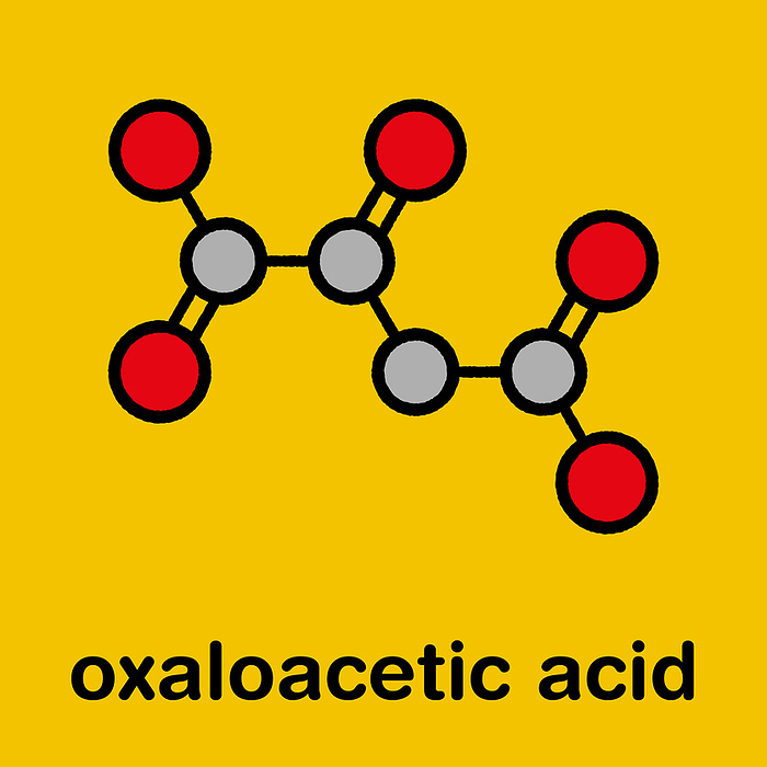 Oxaloacetic acid metabolic intermediate molecule Oxaloacetic acid  oxaloacetate  metabolic intermediate molecule. Stylized skeletal formula  chemical structure : Atoms are shown as color coded circles: hydrogen  hidden , carbon  grey , oxygen  red .