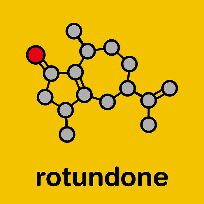 Rotundone peppery taste molecule, illustration Rotundone peppery taste molecule. Stylized skeletal formula  chemical structure : Atoms are shown as color coded circles: hydrogen  hidden , carbon  grey , oxygen  red .