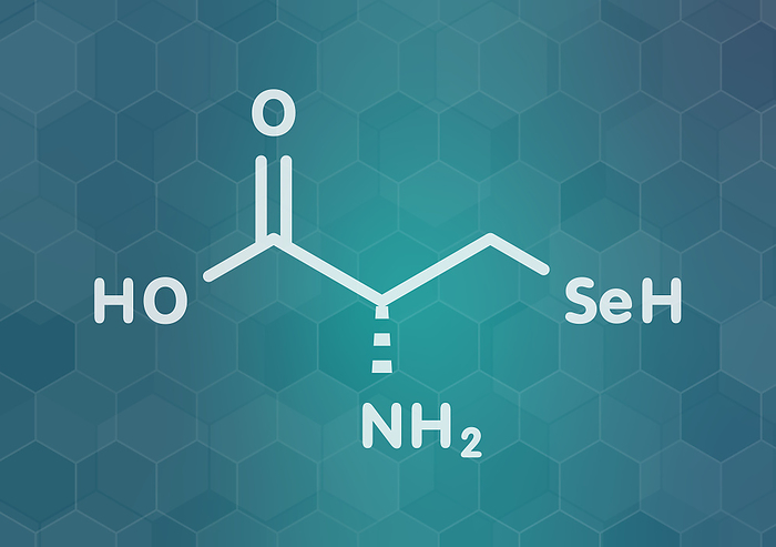 Selenocysteine amino acid molecule, illustration Selenocysteine  Sec, U  amino acid molecule. Called the 21st proteinogenic amino acid, present in selenoproteins. Skeletal formula.