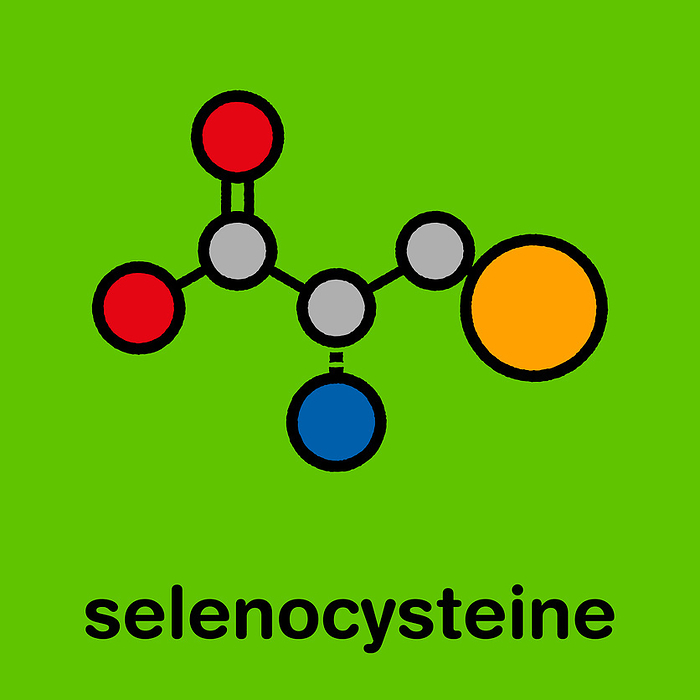 Selenocysteine amino acid molecule, illustration Selenocysteine  Sec, U  amino acid molecule. Called the 21st proteinogenic amino acid, present in selenoproteins. Stylized skeletal formula  chemical structure : Atoms are shown as color coded circles: hydrogen  hidden , carbon  grey , oxygen  red , nitrogen  blue , selenium  light orange .
