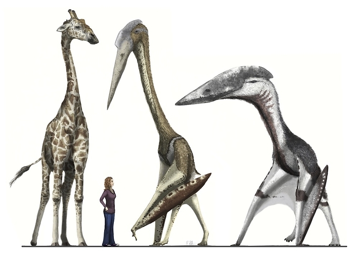 Pterosaurs, giraffe and human, illustration Illustration comparing the heights of from left: a giraffe, a human, a Hatzegopteryx pterosaur and a Arambourgiania pterosaur. Pterosaurs were flying reptiles. Both pterosaurs belonged to the Azhdarchid family of pterosaurs that lived around 108 65 million years ago during the Late Cretaceous. These are two of the largest species, with wingspans of over 11 metres, and standing over six metres tall.