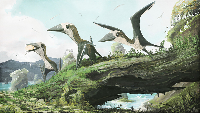 Hornby azhdarchoid pterosaurs, illustration Hornby azhdarchoid pterosaurs, illustration. Fossils of the reptile were found on Hornby Island, British Columbia, Canada. They dated to around 77 million years ago during the Late Cretaceous. This pterosaur is unusually small, with a wing span of around 1.5 metres.