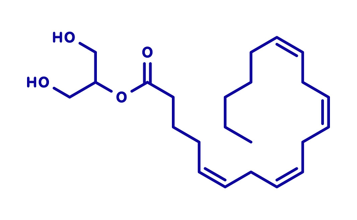 2 Arachidonoylglycerol neurotransmitter, illustration 2 Arachidonoylglycerol  2 AG  endocannabinoid neurotransmitter molecule. Skeletal formula.