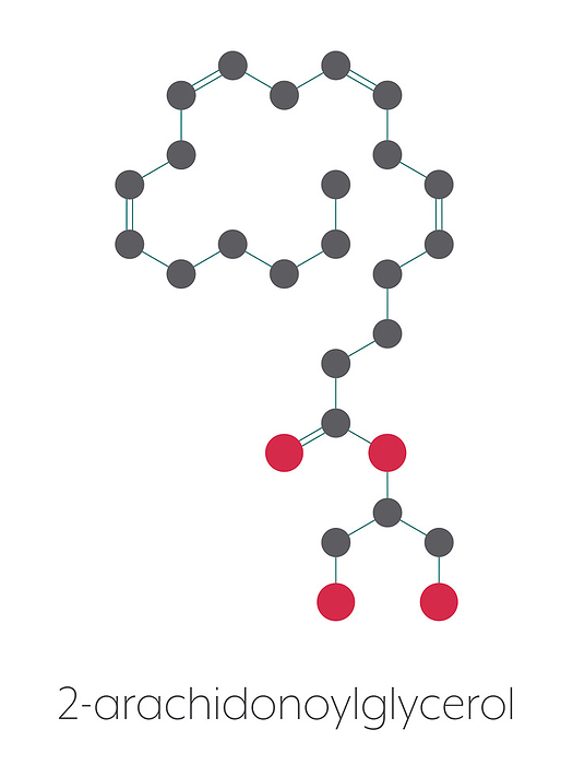 2 Arachidonoylglycerol neurotransmitter, illustration 2 Arachidonoylglycerol  2 AG  endocannabinoid neurotransmitter molecule. Stylized skeletal formula  chemical structure : Atoms are shown as color coded circles: hydrogen  hidden , carbon  grey , oxygen  red .