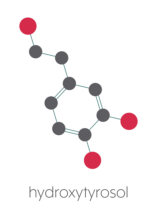 Hydroxytyrosol olive oil antioxidant molecule, illustration Hydroxytyrosol olive oil antioxidant molecule. Stylized skeletal formula  chemical structure : Atoms are shown as color coded circles: hydrogen  hidden , carbon  grey , oxygen  red .