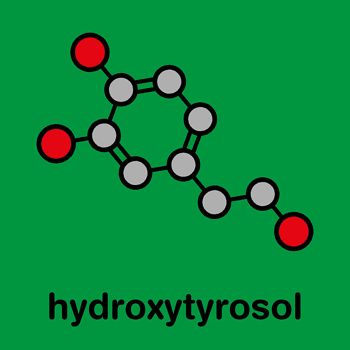 Hydroxytyrosol olive oil antioxidant molecule, illustration Hydroxytyrosol olive oil antioxidant molecule. Stylized skeletal formula  chemical structure : Atoms are shown as color coded circles: hydrogen  hidden , carbon  grey , oxygen  red .