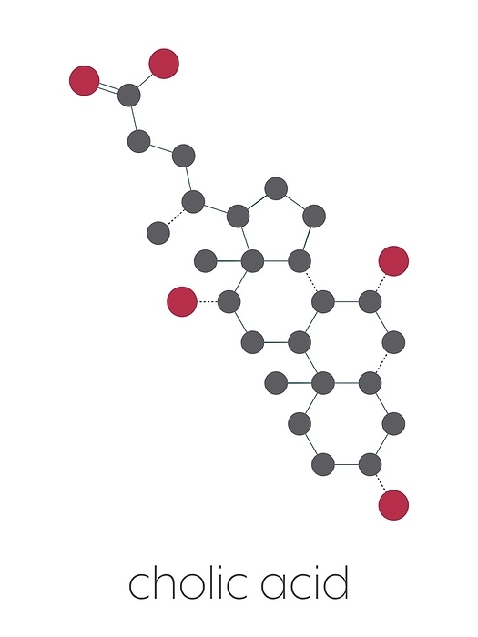 Cholic acid molecule, illustration Cholic acid  cholate  molecule. Main bile acid component. Stylized skeletal formula  chemical structure : Atoms are shown as color coded circles: hydrogen  hidden , carbon  grey , oxygen  red .