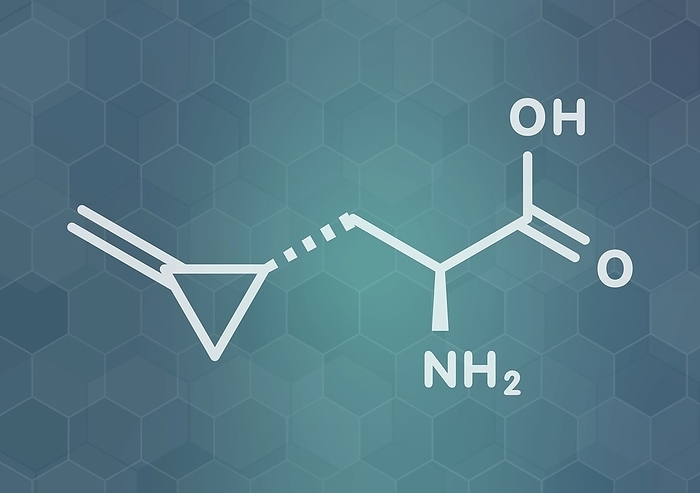 Hypoglycin A molecule, illustration Hypoglycin A molecule. Toxic amino acid found in unripened lychees. Skeletal formula.