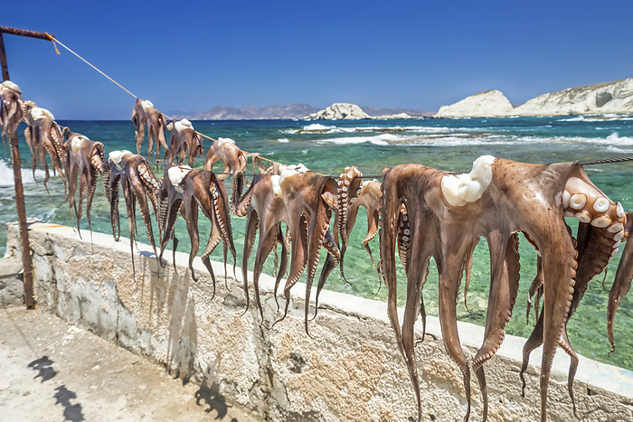 Greece Octopuses hanging in a row on a line to dry along the water s edge  Milos, Greece