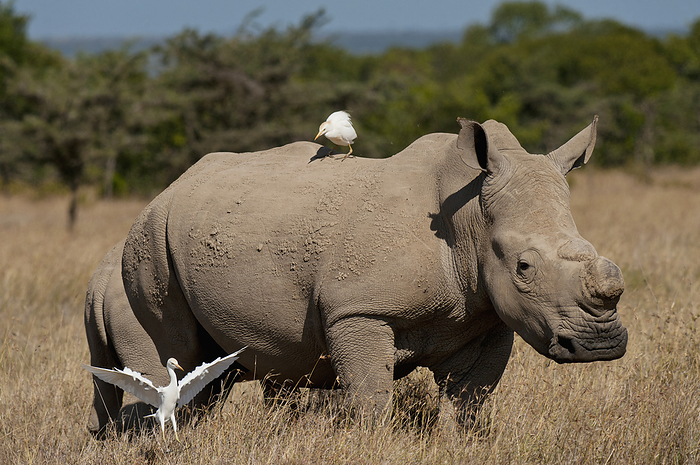 Kenya, Southern White Rhino with baby and egrets in special rhino sanctuary Ol Pejeta Conservancy; Laikipia County Photo by Ian Cumming / Design Pics