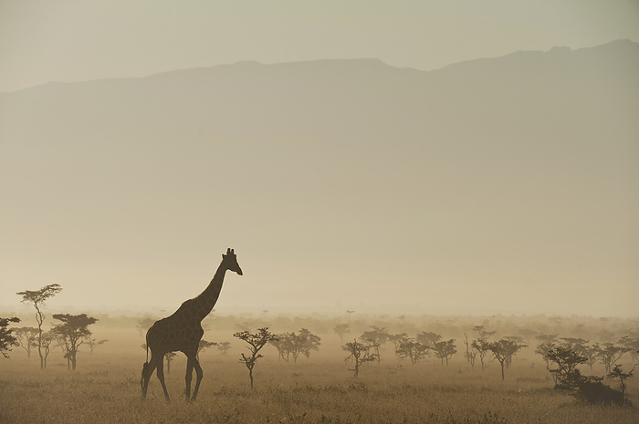 Kenya Kenya, Giraffe at dawn in front of Mt Kenya in Ol Pejeta Conservancy  Laikipia County Photo by Ian Cumming   Design Pics