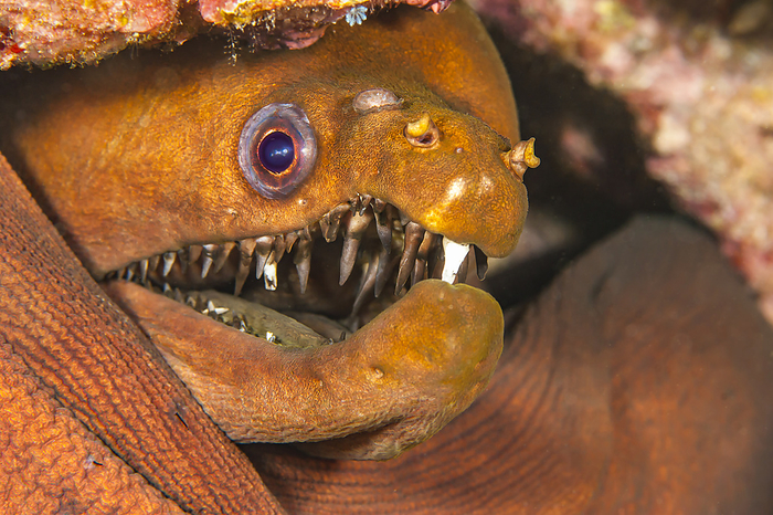 The viper moray eel (Enchelynassa canina), also known as the longfang moray, cannot completely close its jaws. Algae grows on the teeth and can be cleaned off when the eel bites something, as in the case of the white teeth; Hawaii, United States of America Photo by Dave Fleetham / Design Pics