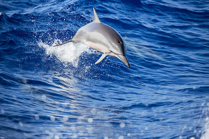 A spinner dolphin (Stenella longirostris) jumping out of the Pacific Ocean off the island of Lanai; Lanai, Hawaii, United States of America Photo by Dave Fleetham / Design Pics
